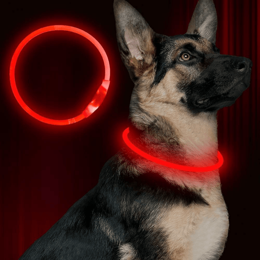 Light-Up Dog Collar