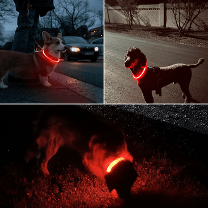 Light-Up Dog Collar